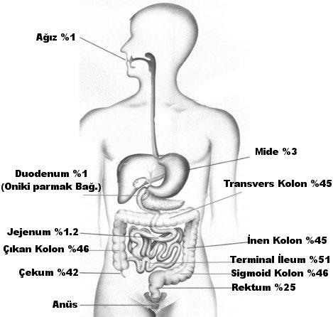 Photo of Crohn Hastalığı İle Omurga Problemleri Arasındaki Bağ