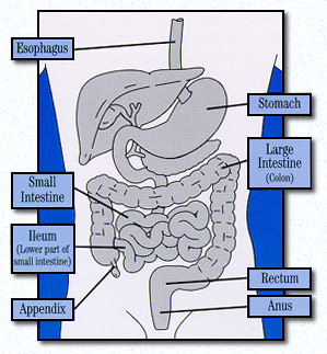 Photo of Crohn hastalığı