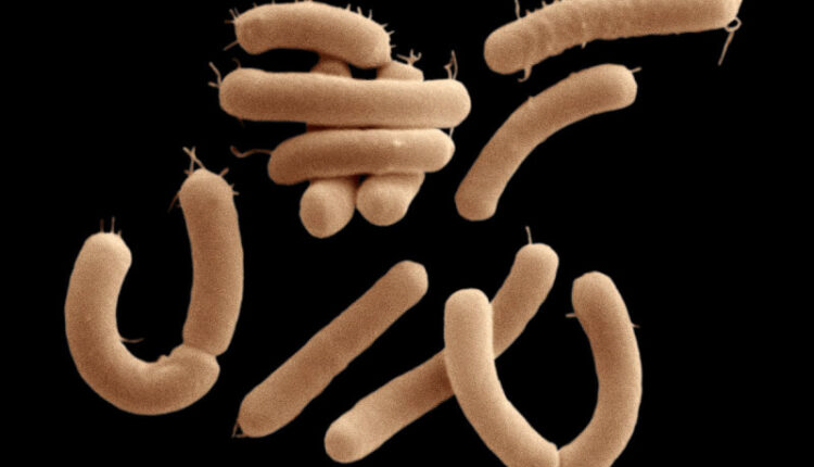 bağırsak hastalıkları ve tedavileri