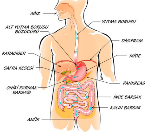 Photo of Crohn hastalığının bağırsak komplikasyonlarına ilerlemeyle ilişkili risk faktörleri